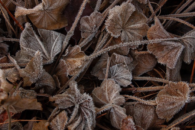 Free download leaves winter frost ice crystals free picture to be edited with GIMP free online image editor