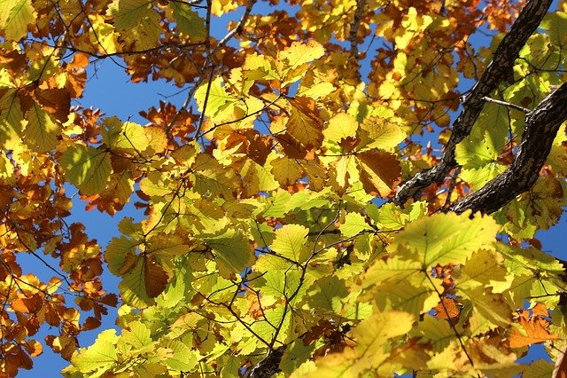 Descărcare gratuită Leaves Yellow Autumn - fotografie sau imagini gratuite pentru a fi editate cu editorul de imagini online GIMP