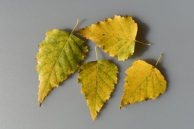 Téléchargement gratuit de feuilles de bouleau jaune - photo ou image gratuite à éditer avec l'éditeur d'images en ligne GIMP