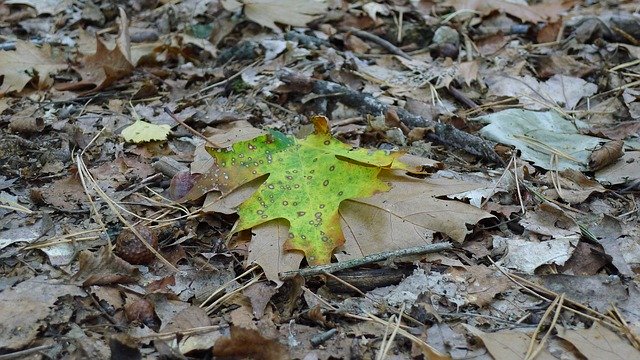 Free download Leaves Yellow Contrast -  free photo or picture to be edited with GIMP online image editor