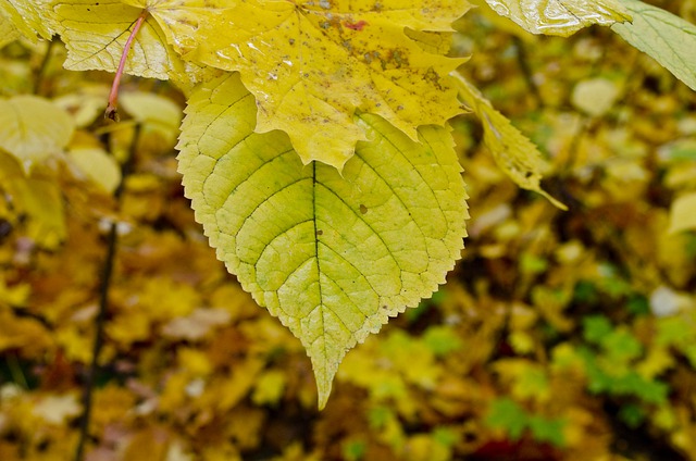 Free download leaves yellow leaves foliage autumn free picture to be edited with GIMP free online image editor