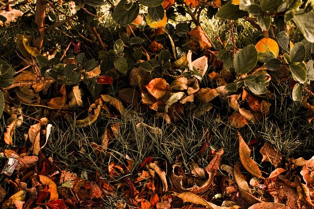 Baixe grátis Leaves Yellow Nature - foto ou imagem grátis para ser editada com o editor de imagens online GIMP