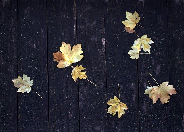 Free download Leaves Yellow Roof -  free photo or picture to be edited with GIMP online image editor
