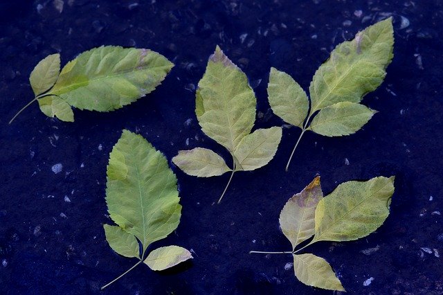Gratis download Leaves Yellow Water - gratis foto of afbeelding om te bewerken met GIMP online afbeeldingseditor