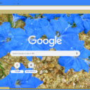 Lechenaultia  screen for extension Chrome web store in OffiDocs Chromium