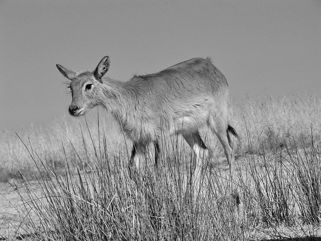 Muat turun percuma Lechwe Marsh Antelope - foto atau gambar percuma untuk diedit dengan editor imej dalam talian GIMP