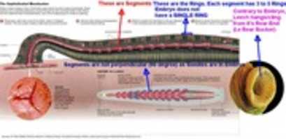 Free download leech_vs_Embryo_differences free photo or picture to be edited with GIMP online image editor