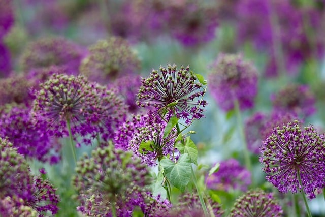 Free download leek allium ball leek free picture to be edited with GIMP free online image editor
