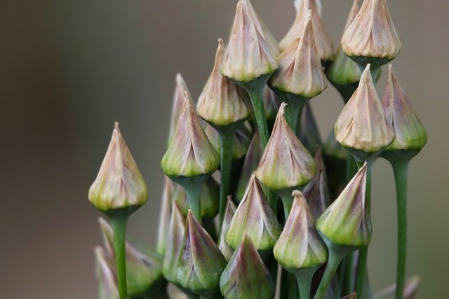 Free download leek allium faded fruit stands free picture to be edited with GIMP free online image editor