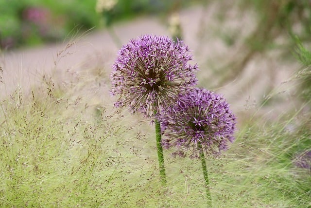 Free download leek ball leek ornamental onion free picture to be edited with GIMP free online image editor