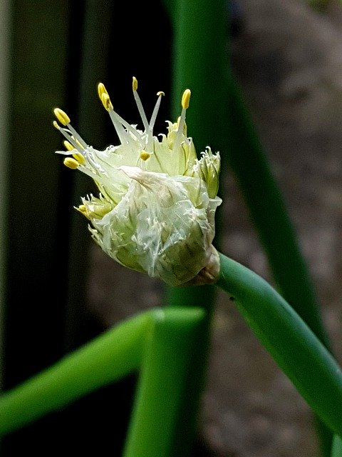 Free download Leek Blossom Bloom -  free photo or picture to be edited with GIMP online image editor