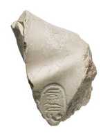 Free download Left shoulder with Aten cartouches, possibly from Akhenaten or Nefertiti prostrate free photo or picture to be edited with GIMP online image editor