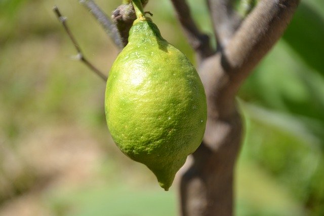 Free download Lemon Citrus Fruit Fresh -  free photo or picture to be edited with GIMP online image editor