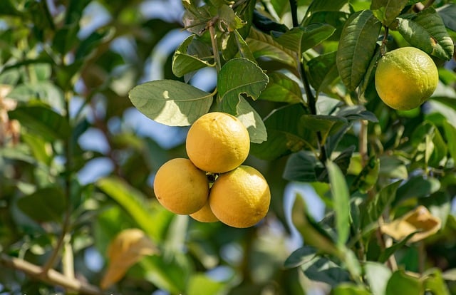 Free download lemon fruits food fresh healthy free picture to be edited with GIMP free online image editor