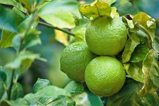 Ücretsiz indir limon meyve ağacı limon ağacı ağacı GIMP ücretsiz çevrimiçi resim düzenleyiciyle düzenlenecek ücretsiz resim