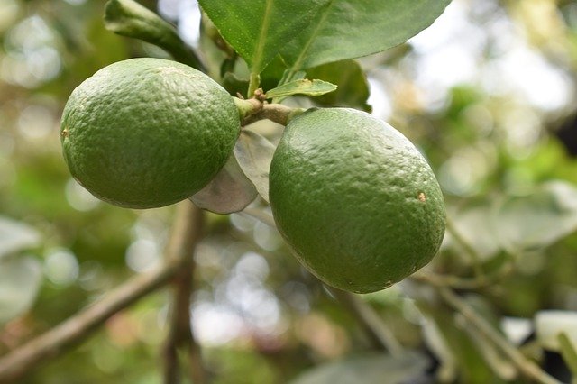 Descărcare gratuită Lemon Fruit Vitamin - fotografie sau imagini gratuite pentru a fi editate cu editorul de imagini online GIMP