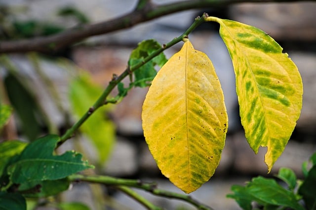 Скачать бесплатно лимонные листья дерево желтые листья бесплатное изображение для редактирования с помощью бесплатного онлайн-редактора изображений GIMP