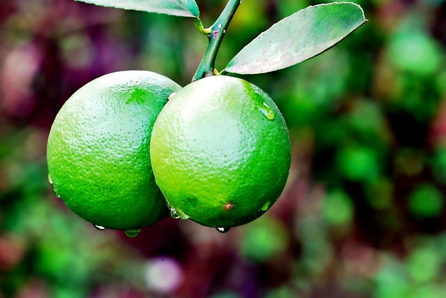Free download lemon lime fruit fresh plant free picture to be edited with GIMP free online image editor