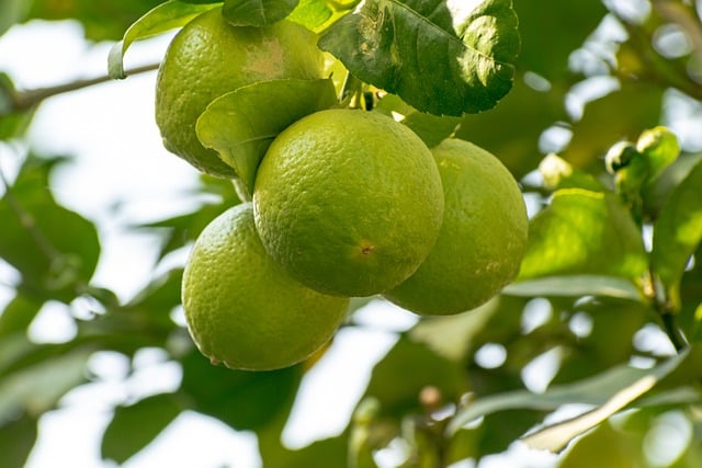 Scarica gratuitamente l'immagine gratuita di limoni e agrumi da modificare con l'editor di immagini online gratuito GIMP