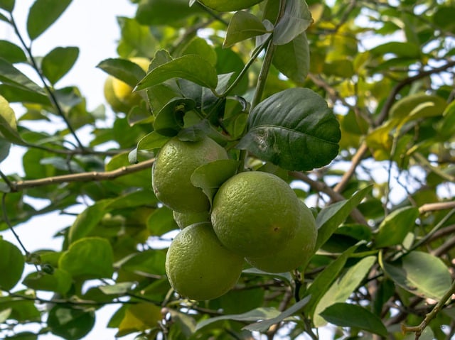 Free download lemons fruits leaves citrus free picture to be edited with GIMP free online image editor
