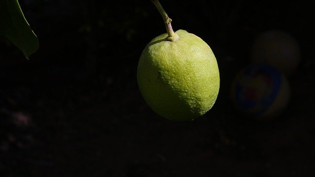 Free download Lemon Shedow Nature -  free photo or picture to be edited with GIMP online image editor