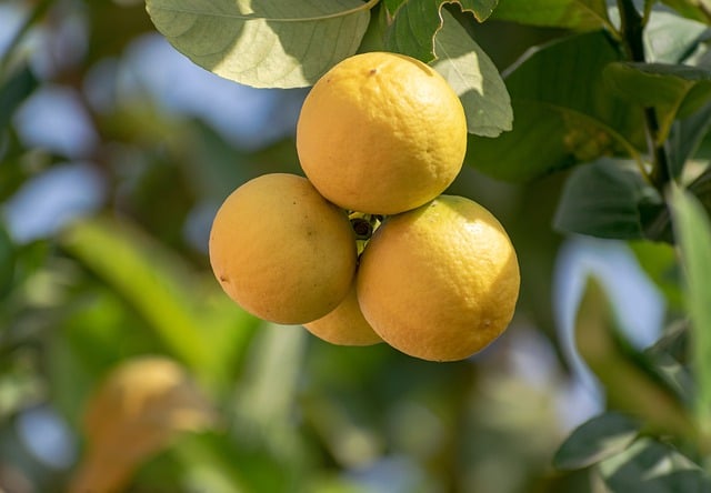 Free download lemons lemon tree citrus plant free picture to be edited with GIMP free online image editor