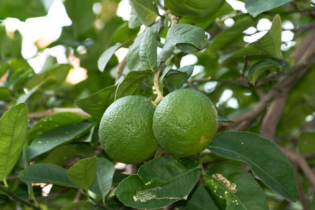 Bezpłatne pobieranie cytryny limonki owoce cytrusowe owoce darmowe zdjęcie do edycji za pomocą darmowego edytora obrazów online GIMP