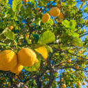 LemonTree  screen for extension Chrome web store in OffiDocs Chromium