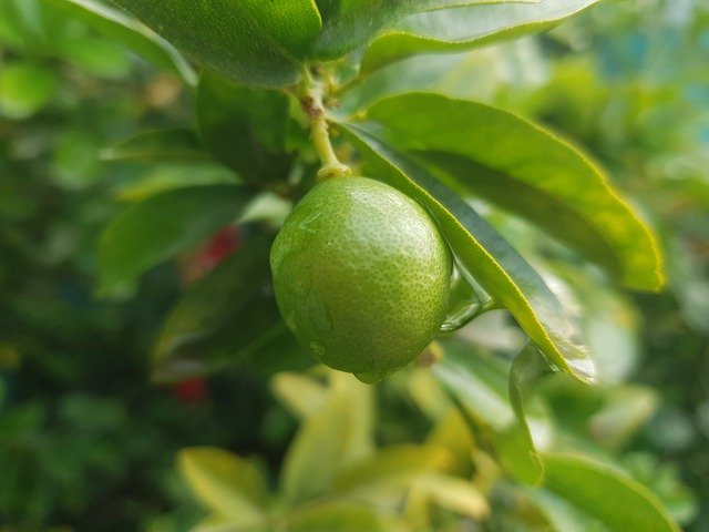 Free download Lemon Tree Fruit -  free free photo or picture to be edited with GIMP online image editor