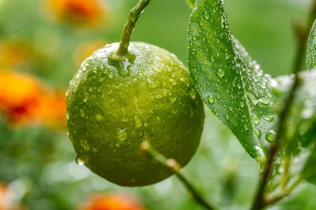 Free download lemon tree fruit drops water dew free picture to be edited with GIMP free online image editor