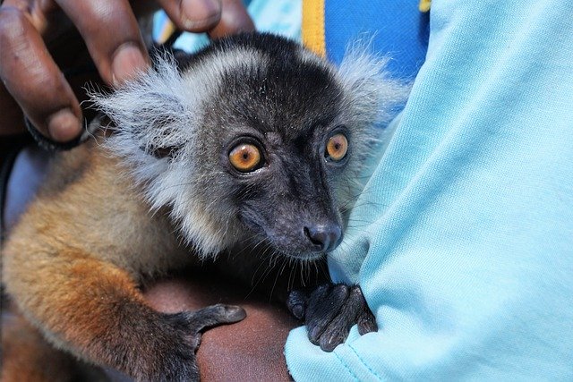 Muat turun percuma Lemur Animal Eyes - foto atau gambar percuma untuk diedit dengan editor imej dalam talian GIMP