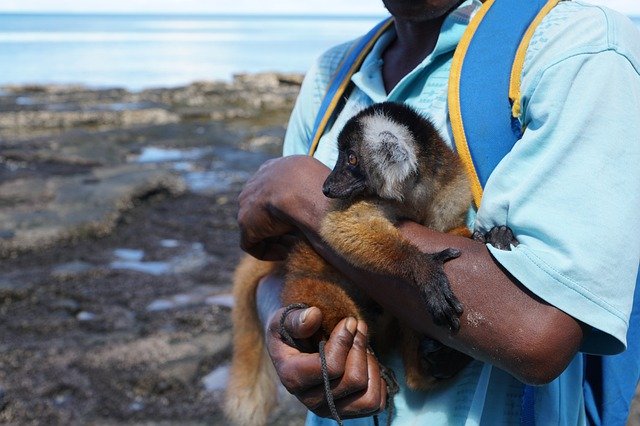 Free download Lemur Animal Man -  free photo or picture to be edited with GIMP online image editor