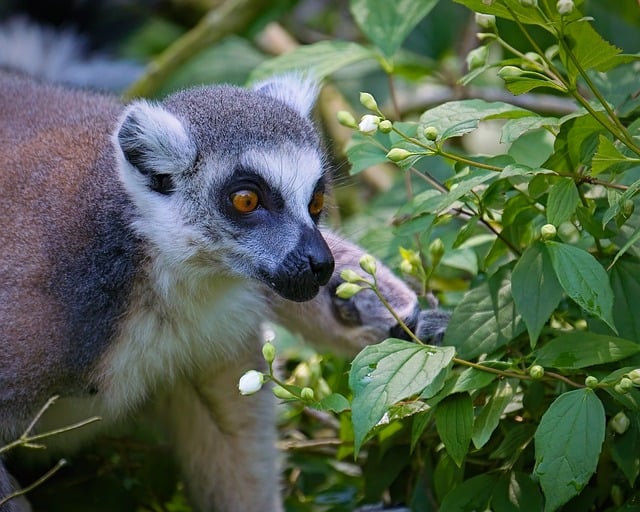 Free download lemur animal monkey madagascar free picture to be edited with GIMP free online image editor