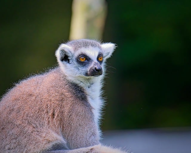 Free download lemur animal monkey mammal good free picture to be edited with GIMP free online image editor