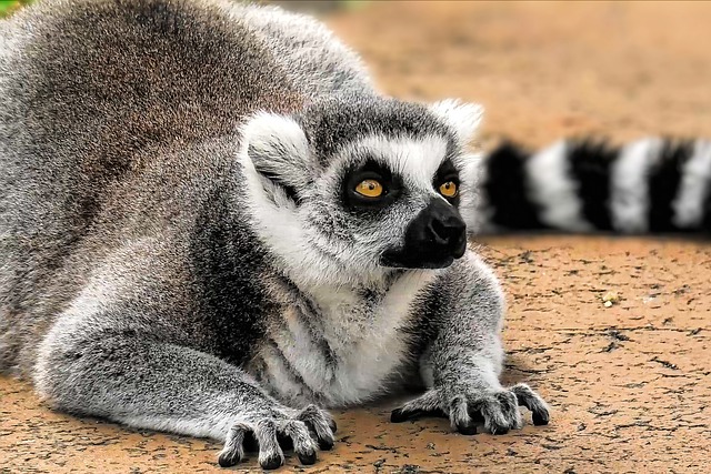 Free download lemur ape primate face fur mammal free picture to be edited with GIMP free online image editor