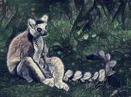 Free download Lemur free photo or picture to be edited with GIMP online image editor