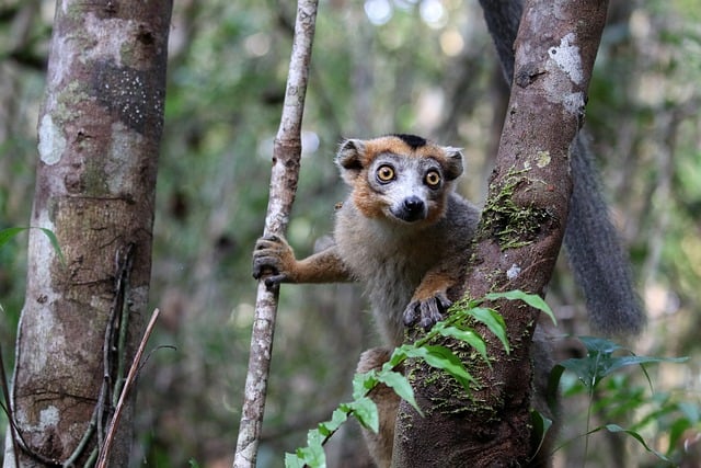 Free download lemur madagascar africa wildlife free picture to be edited with GIMP free online image editor
