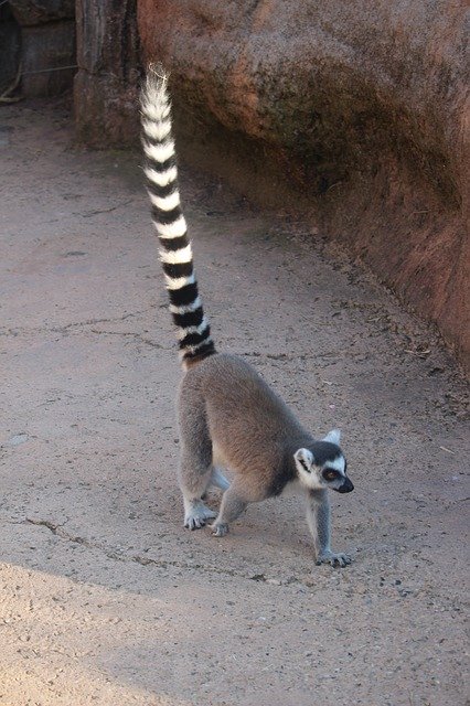Free picture Lemur Madagascar Nature -  to be edited by GIMP free image editor by OffiDocs