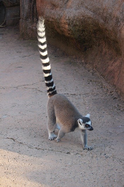 Download gratuito Lemur Madagascar Nature - foto o immagine gratuita da modificare con l'editor di immagini online di GIMP