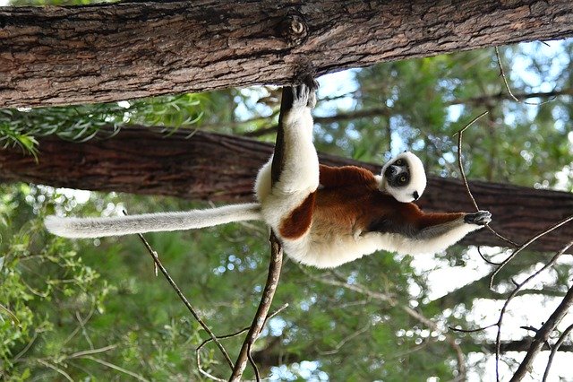 Free download Lemur Mammal Madagascar -  free free photo or picture to be edited with GIMP online image editor