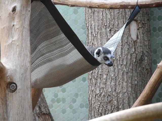 Free download Lemur Monkey Primate -  free photo or picture to be edited with GIMP online image editor