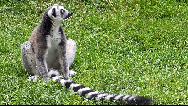 Free download lemur old world monkey primate ape free picture to be edited with GIMP free online image editor
