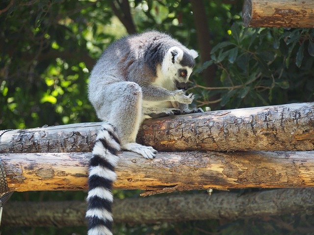 Free download Lemur Primate Mammal -  free photo or picture to be edited with GIMP online image editor