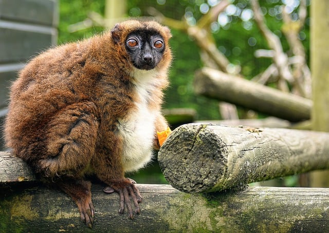 Free download lemur red bellied lemur mammal free picture to be edited with GIMP free online image editor