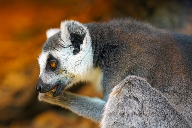 Free download lemur ring tailed lemur eyes ears free picture to be edited with GIMP free online image editor