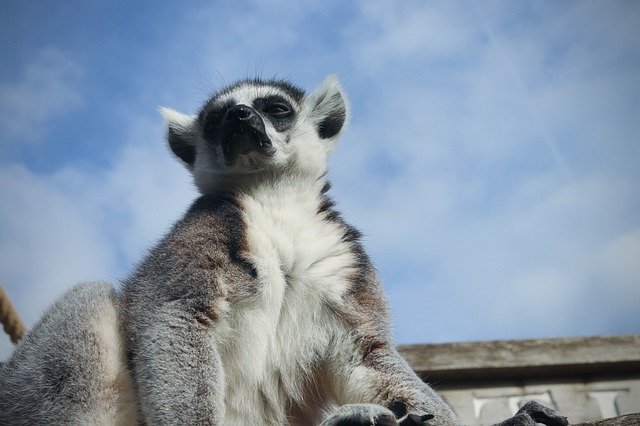 Free download Lemur Sky Monkey -  free photo or picture to be edited with GIMP online image editor