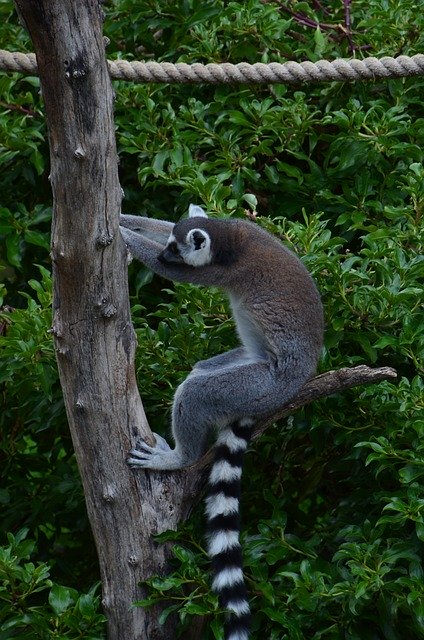 Free graphic Lemur Wild Animal Monkey -  to be edited by GIMP free image editor by OffiDocs