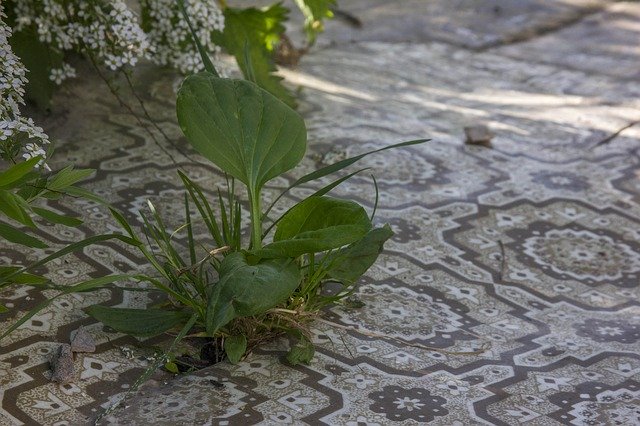 Free download Lenoleum Grass Zeleniny -  free illustration to be edited with GIMP free online image editor