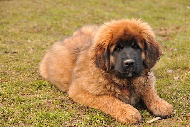 Free download leonberger puppy dog bitch animal free picture to be edited with GIMP free online image editor