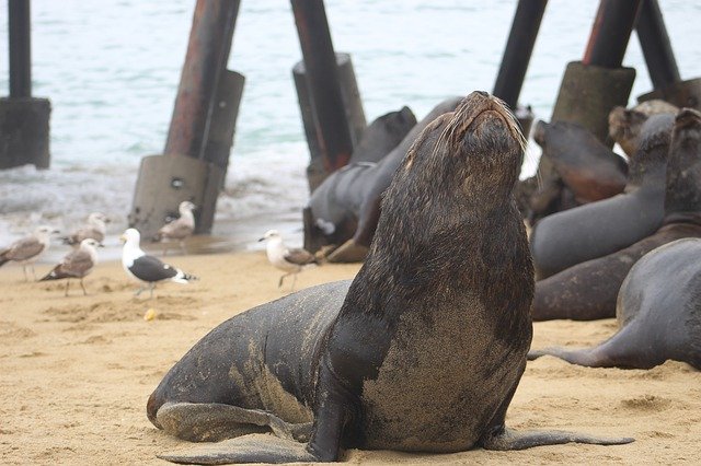 Leonmarino Sea Nature 무료 다운로드 - 무료 사진 또는 GIMP 온라인 이미지 편집기로 편집할 사진